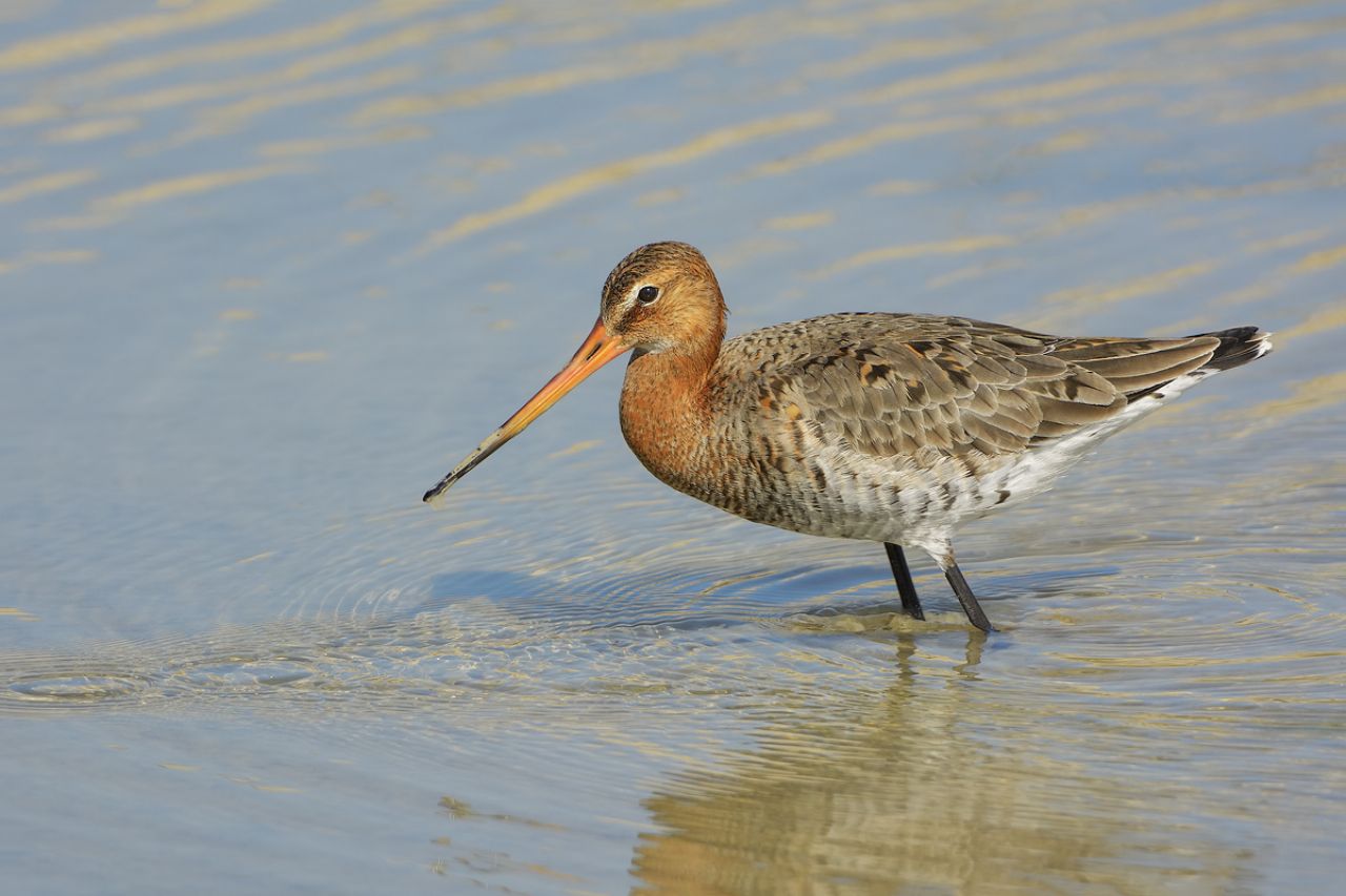 Pittima reale (Limosa limosa)